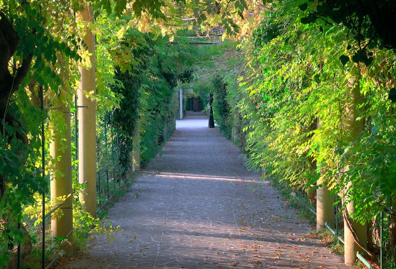 Amenajarea unei pergole cu plante cataratoare